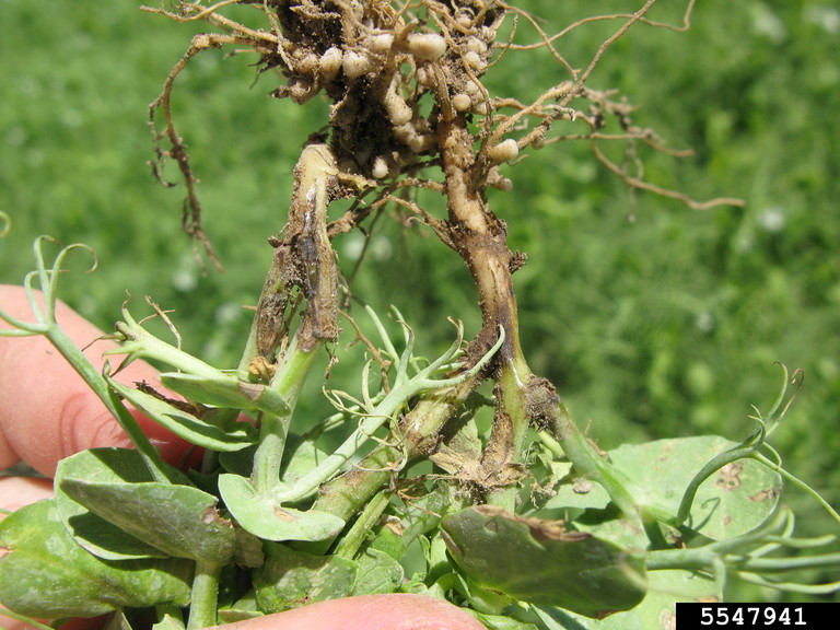 Photo 3 Root rot peas_Mary Burrows_Montana State University_Bugwood.jpg